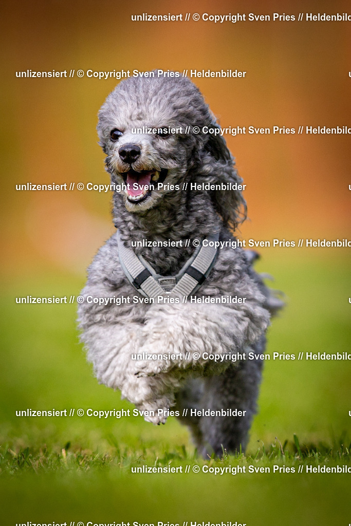 Sven Pries | 2024-09-22 - Hunderennen Baden-BadenPudelverein - Realisiert mit Pictrs.com