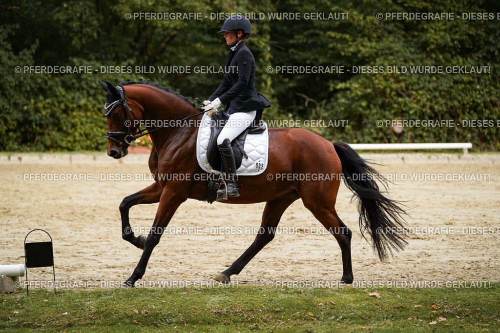 DSC09256 | Pferdegrafie