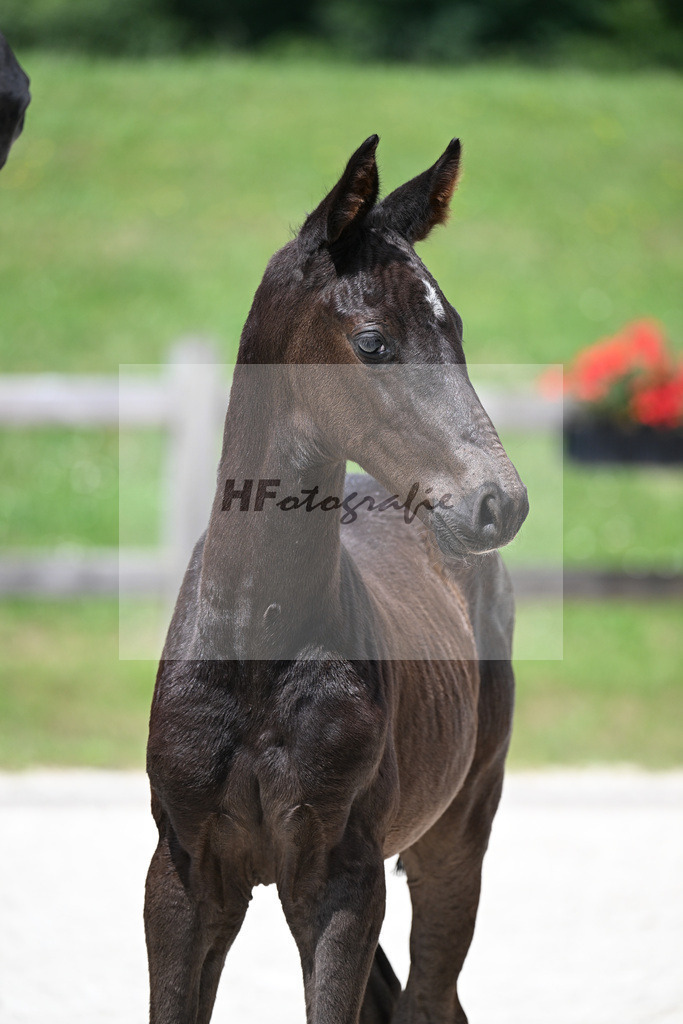 Kat-Nr. 29 Ironman Black M x De Niro_HF_Lechl_15250414 | hf-fotografie - Realizzato con Pictrs.com