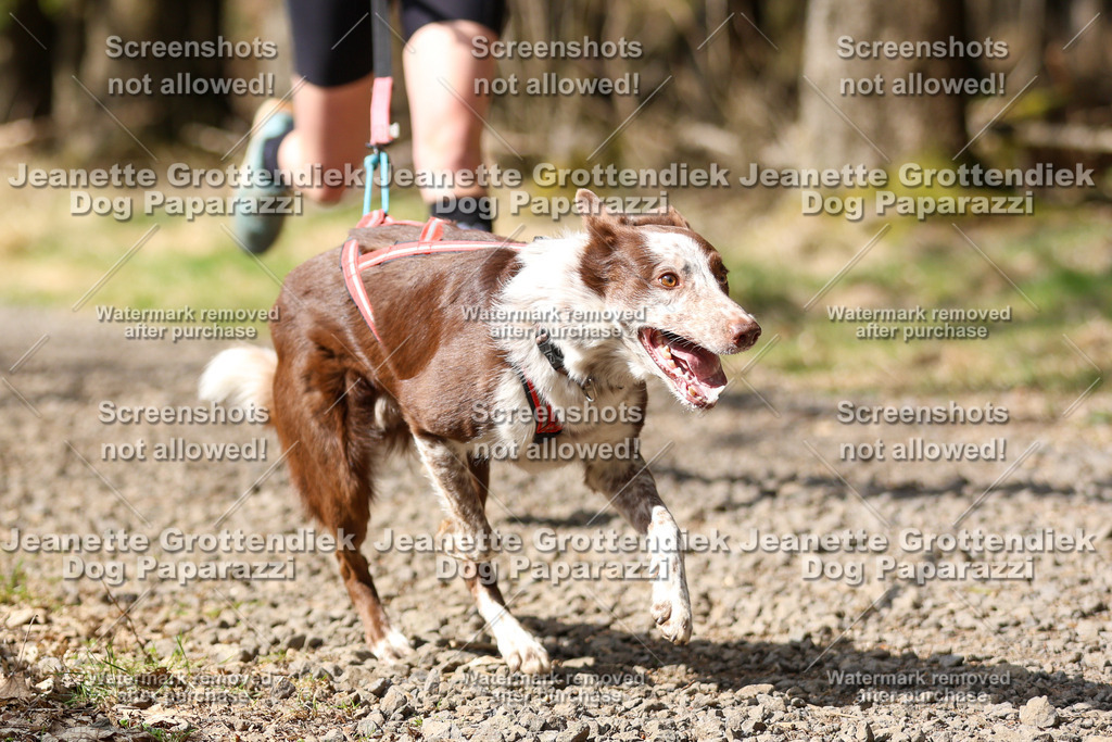 Dog Paparazzi - VCC26-365 | Dog Paparazzi Jeanette Grottendiek Fotografie & Videografie - Realisiert mit Pictrs.com