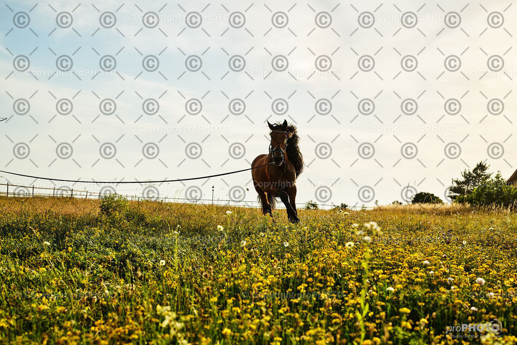 384_202406_Niki-Herodes_NZ9_0401 | proPHOTO - Realisiert mit Pictrs.com