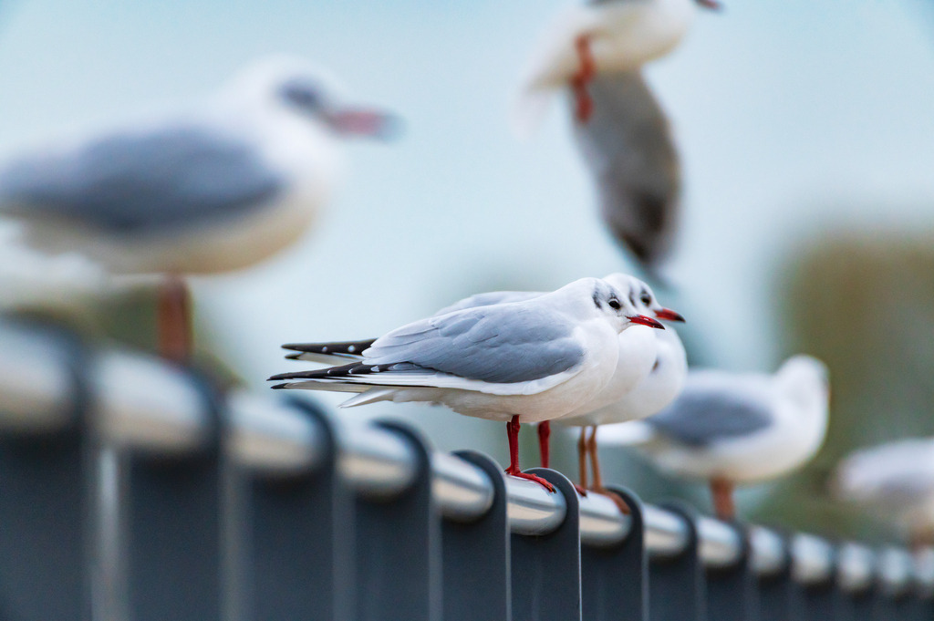 2022_11_10_HAFEN WEDEL_MCP5648 | Hochwertig gedruckte Fotografien für die Wand, als Kalender und zum Verschenken. Hamburg & Norddeutschland und überall wo ich mit der Kamera unterwegs war.