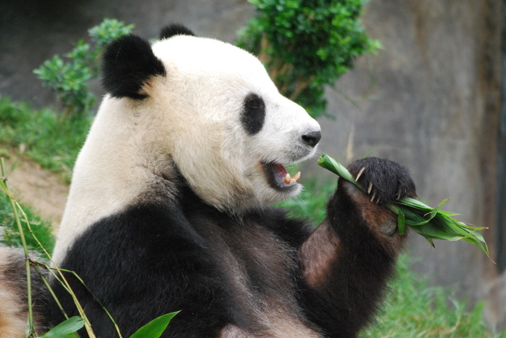 DSC_0230 | Pandiboo - Realisiert mit Pictrs.com