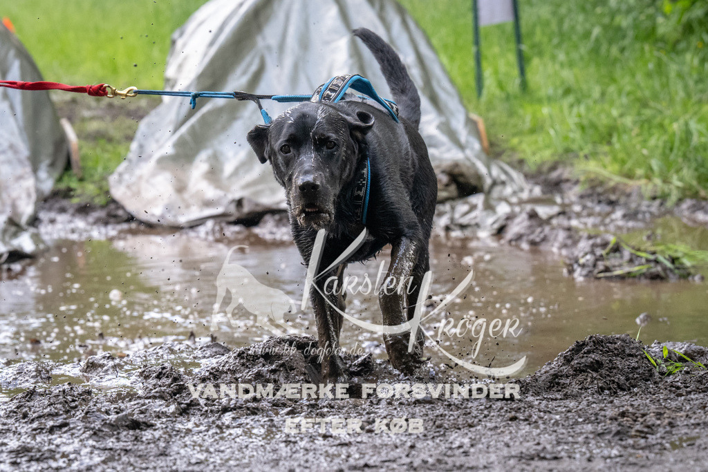 1225_ZZ92143 | kk-dogfotos