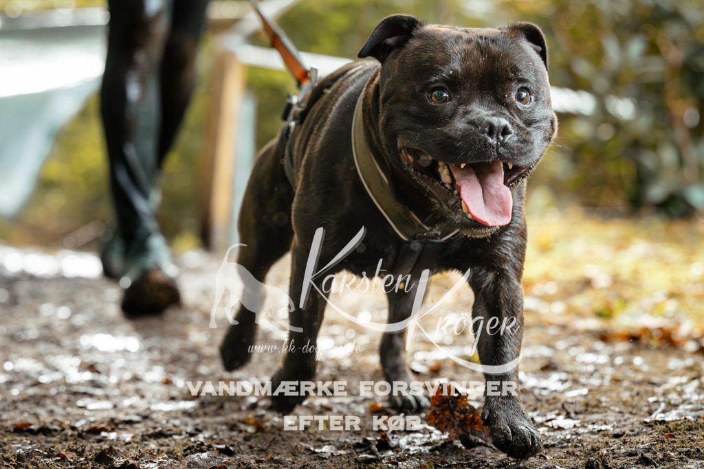 1458DZ6_4145Z6 | kk-dogfotos