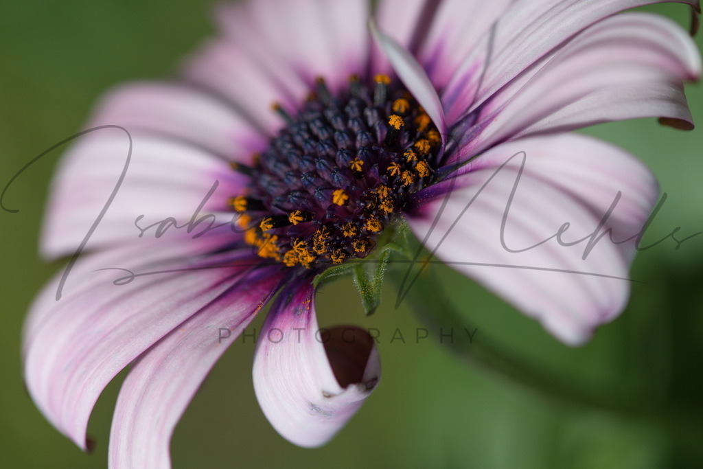 071_Blume | i-n-photography - Realisiert mit Pictrs.com