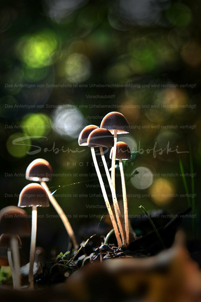 Wandbild Waldpilze | People- und Tierfotografie, Imageaufnahmen, Veranstaltungsfotografie und Wandbilder aus der Natur ★ Made in Germany ✔️ Druck + Downloads ✔️ Naturfotografie in Top Qualität ★ schneller Versand, weltweite Lieferung! - Realisiert mit Pictrs.com