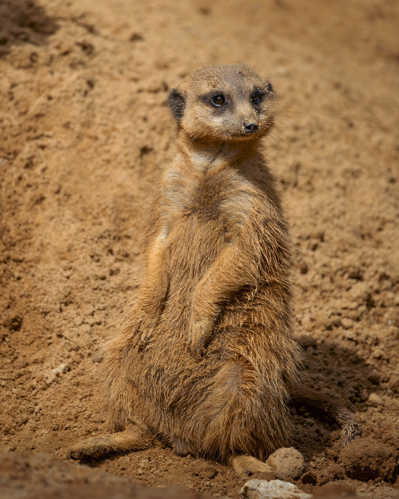Das Erdmännchen | Ich bin ein Fotograf aus Berlin und fotografiere aus Spaß an der Freude :) Meinen Motiven setze ich keine thematischen Grenzen. Somit bin ich beispielsweise in der Tierfotografie, Landschaftsfotografie, Sportfotografie sowie Streetphotography anzutreffen.