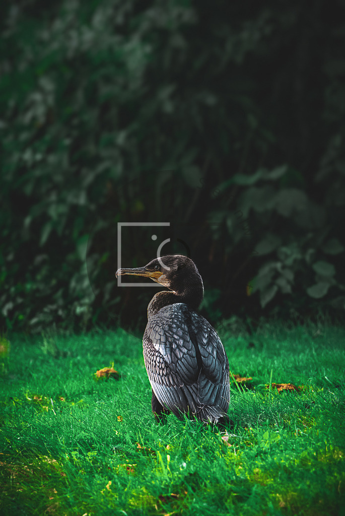 Wandbild Kormoran im Zitadellenpark Vechta | Ich bin Fotograf und auf meiner Webseite hast du die Möglichkeit meine fotografie als Wandbilder druckfertig für dein Zuhause zu bestellten. - Realisiert mit Pictrs.com