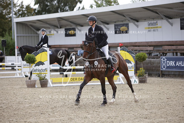 1J2A2146Britta Braunert_ Convolto PS_ Kn289_ Havekost | Foto- und Videografie für alles rund ums Pferd. Hochwertige Bilder und Videos vom Spring- und Dressurreiten, Voltigieren & mehr. Jetzt aktuelle Veranstaltungen und Preise im Shop ansehen. - Realisiert mit Pictrs.com