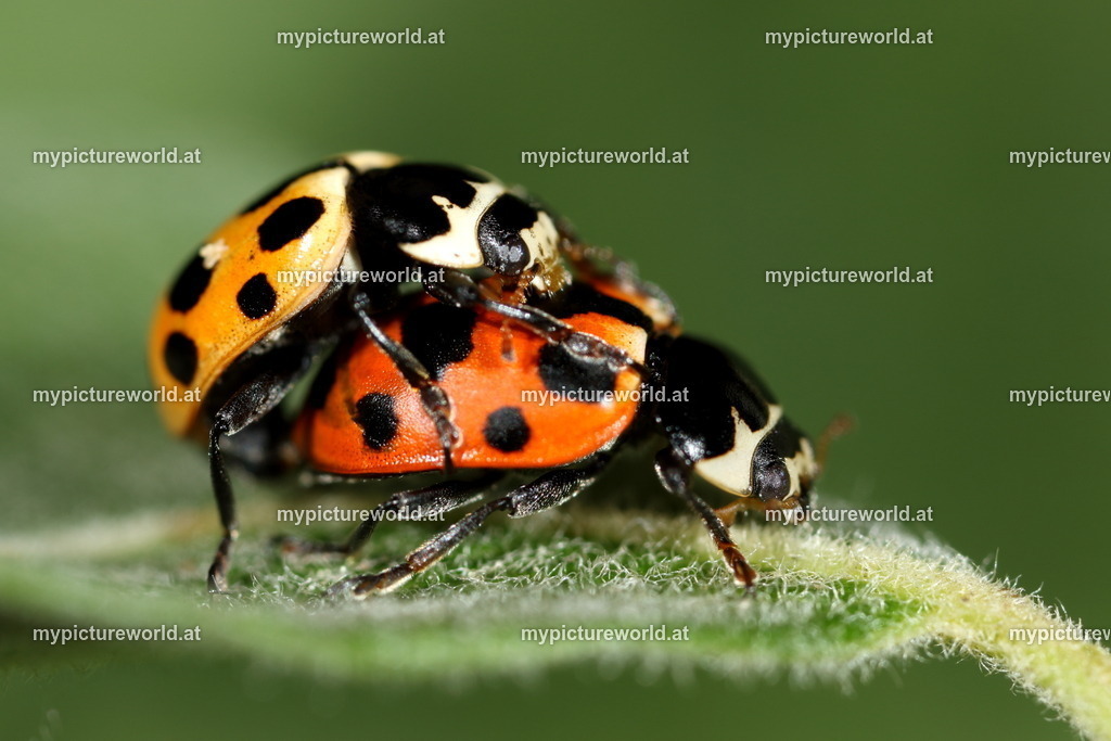 Hippodamia notata-003 | Das Bilderarchiv über Tiere, Planzen und Landschaften. In der Bilddatenbank finden Sie ein große Auswahl an hochwertigen Bilder für Ihre Werbung - Realisiert mit Pictrs.com