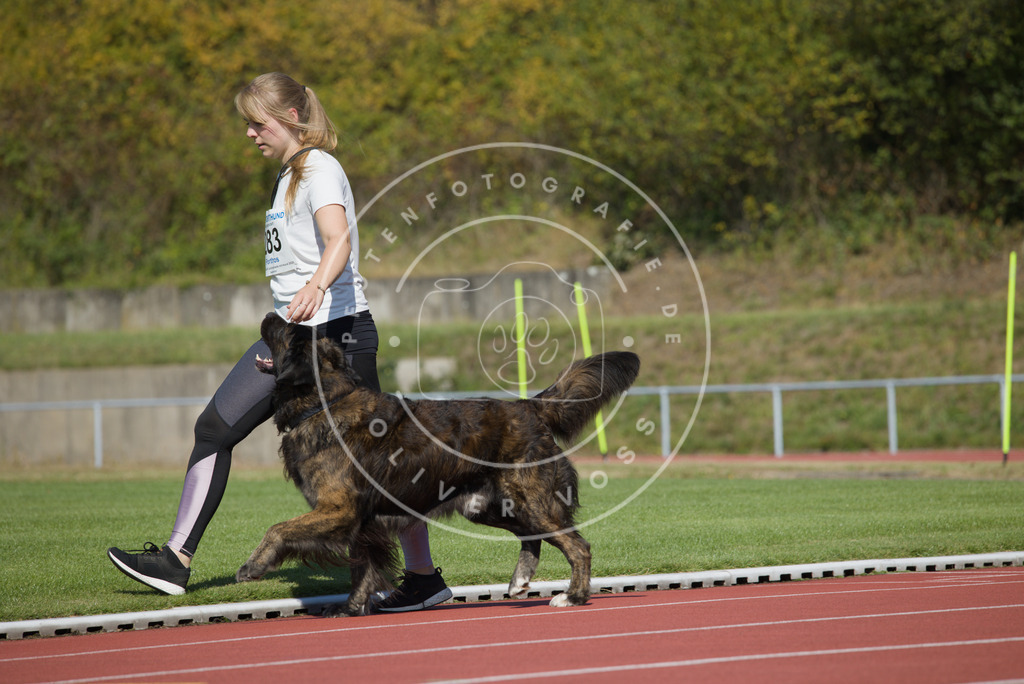 0L8A2527 | Hundefotografie, Tierfotograf, Pfotenfotografie, Fotoshooting Hund, Hunde Portrait, Hundesport, Hundeportraits, Heideshooting, Hunde, Sportfotograf, Hundefotograf, Turnierhundsport, THS,  - Realisiert mit Pictrs.com