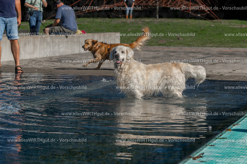 Hundeschwimmen_Volksbad_2026-allesWIRTHgut_Tierfotografie-2609061057-FAY06048 | Professionelle Tierfotografie in Mönchengladbach von Daniel Wirth (allesWIRTHgut). Liebevolle & natürliche Bilder von Hunden & Katzen für unvergessliche Erinnerungen.