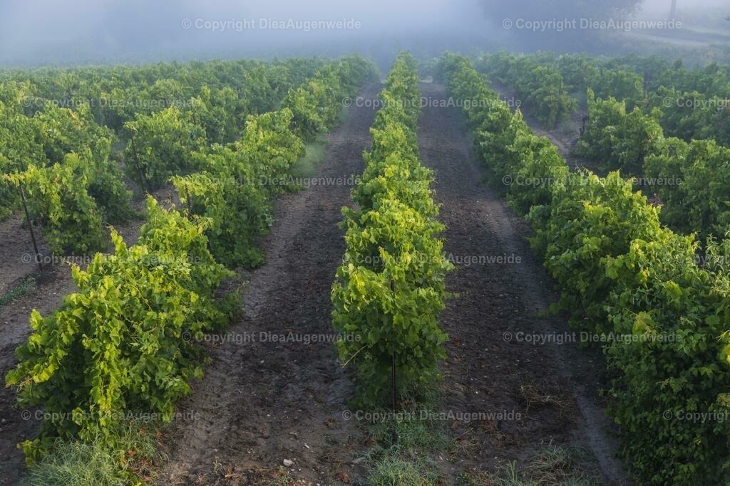 Provence 2 | DieAugenweide Galerie, Bilder von Fotograf Ralf-Udo Thiele. Auswählen und bestellen auf verschiedenen Materialien und Größen. - Realisiert mit Pictrs.com