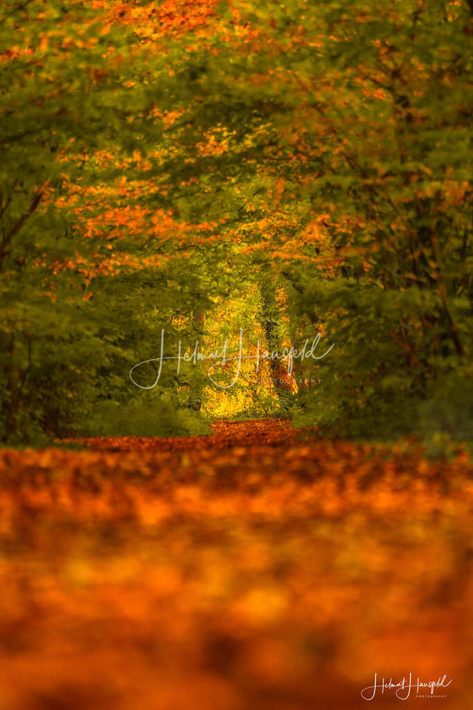 DSC03667 | Landschaftsfotografie, Naturfotografie - Realisiert mit Pictrs.com