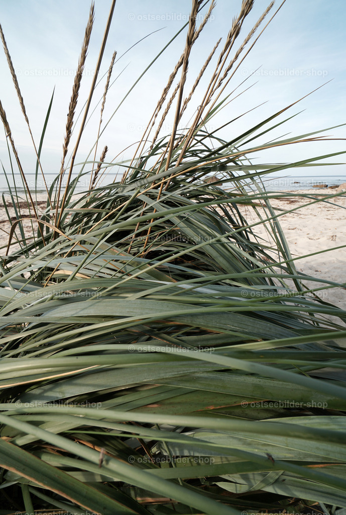 Strandgräser im Wind | Das Bild zeigt ein Büschel Strandroggen, der vom Wind zur Seite gedrückt wird.