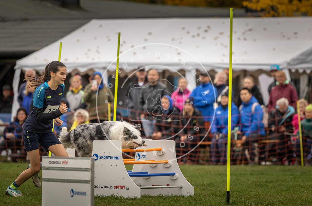 Pfotenfotografie_DV3A6388 | Hundefotografie, Tierfotograf, Pfotenfotografie, Fotoshooting Hund, Hunde Portrait, Hundesport, Hundeportraits, Heideshooting, Hunde, Sportfotograf, Hundefotograf, Turnierhundsport, THS,  - Realisiert mit Pictrs.com