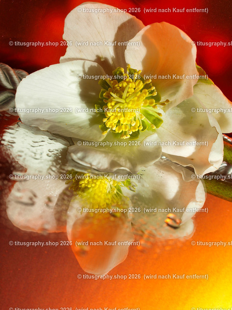 titusgraphy_P2254481-vz-ln | titusgraphy-shop: Geschenkideen mit Qualitätsfotos. titusgraphy-shop: gift ideas with quality photos. titusgraphy-shop: idées cadeaux avec photos de qualité.  - Realisiert mit Pictrs.com