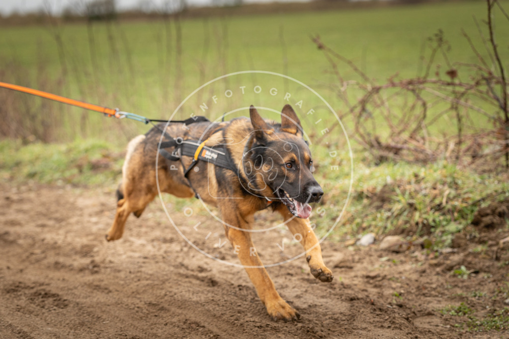 DV3A1054 | Hundefotografie, Tierfotograf, Pfotenfotografie, Fotoshooting Hund, Hunde Portrait, Hundesport, Hundeportraits, Heideshooting, Hunde, Sportfotograf, Hundefotograf, Turnierhundsport, THS,  - Realisiert mit Pictrs.com