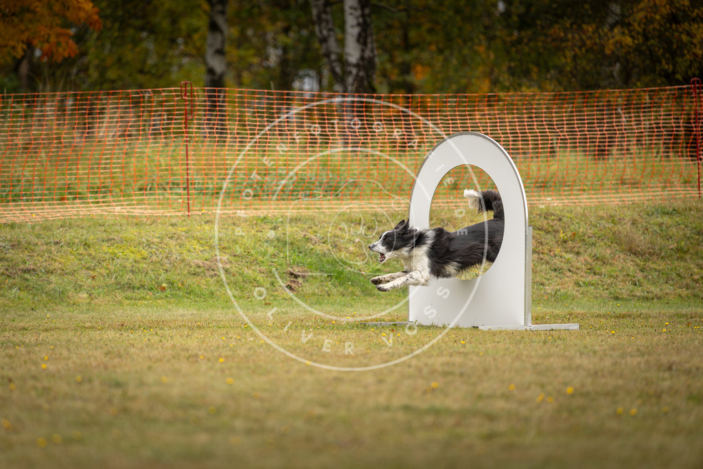 Pfotenfotografie_DV3A2623 | Hundefotografie, Tierfotograf, Pfotenfotografie, Fotoshooting Hund, Hunde Portrait, Hundesport, Hundeportraits, Heideshooting, Hunde, Sportfotograf, Hundefotograf, Turnierhundsport, THS,  - Realisiert mit Pictrs.com