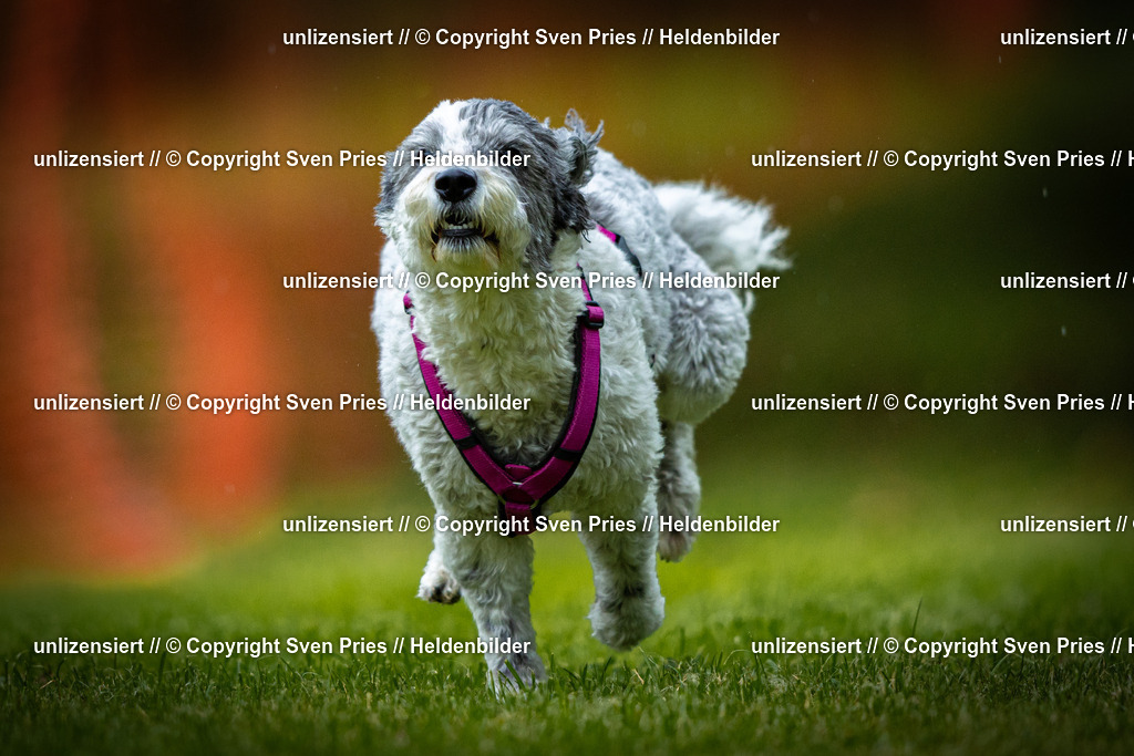 Sven Pries | 2025-09-21 - Hunderennen Baden-Oos - Realisiert mit Pictrs.com