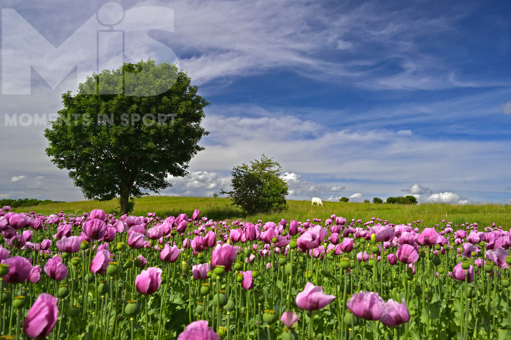 MIS_180818cm005 | 08.06.2022,  Türkheim, Unterallgäu,  Lila Mohnblüten auf einem Mohn-Feld.  - Realisiert mit Pictrs.com