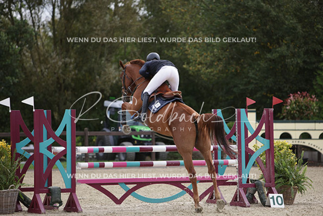1J2A0595Pheline Ahlmann_ Belloumi_ Kn046_ Havekost | Foto- und Videografie für alles rund ums Pferd. Hochwertige Bilder und Videos vom Spring- und Dressurreiten, Voltigieren & mehr. Jetzt aktuelle Veranstaltungen und Preise im Shop ansehen. - Realisiert mit Pictrs.com