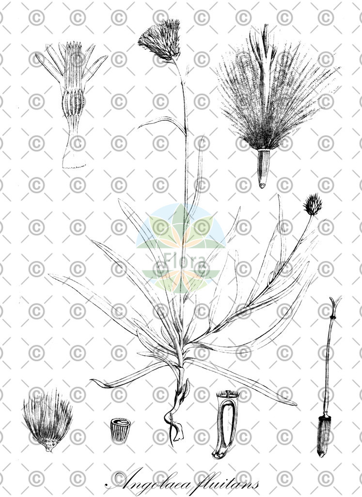 HistAbb_wfo-0000536542_23_ENZY_Simple | Historische Abbildung von Angolaea fluitans - Podostemaceae | Historical Illustration of Angolaea fluitans - Podostemaceae