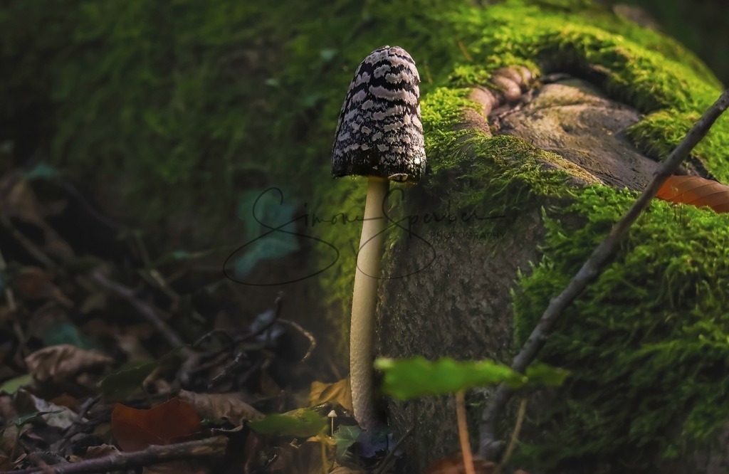 Specht Tintling | Simone Sperber, svb-photography,Fotografin,Bilddesignerin,Naturfotografie,Macrofotografie,Tierfotografie,Wildtierfotografie,Ausstellungen,Auftragsfotografie,Kunst,Art,Photographer,Shootings,Bildberatbeitung,Galerie,Shop