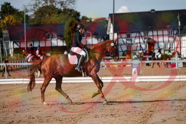 2026_10_03_Siefer-Hof_114203_Z63_23224578 | Professionelle Reitsport-, Turnier- und Eventfotografie von Robert Broda. Galerien mit ausgewählten und bearbeiteten Bildern direkt online ansehen und bestellen.
