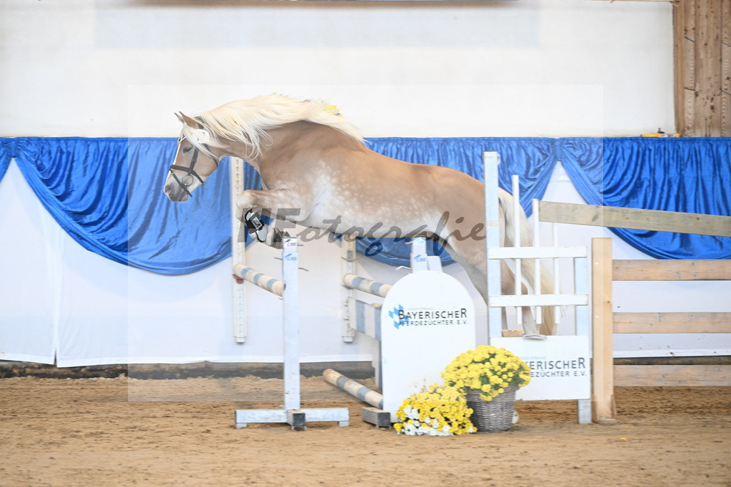 Kat-Nr. 17 Maximus Aurelius v. Manu_ZG Veerkamp-Rabbermann_48250352 | hf-fotografie - Realisiert mit Pictrs.com