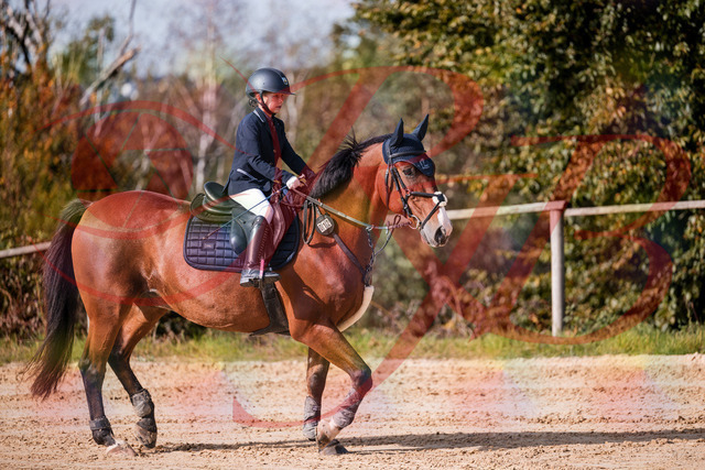 2026_10_03_Siefer-Hof_143729_Z81_06062683 | Professionelle Reitsport-, Turnier- und Eventfotografie von Robert Broda. Galerien mit ausgewählten und bearbeiteten Bildern direkt online ansehen und bestellen.