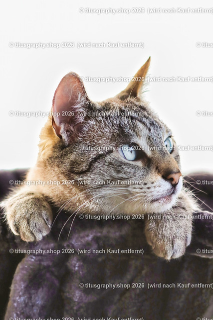 Minou 105 | titusgraphy.eu präsentiert anspruchsvolle Katzenfotos in verschiedenen Variationen.  - Realisiert mit Pictrs.com