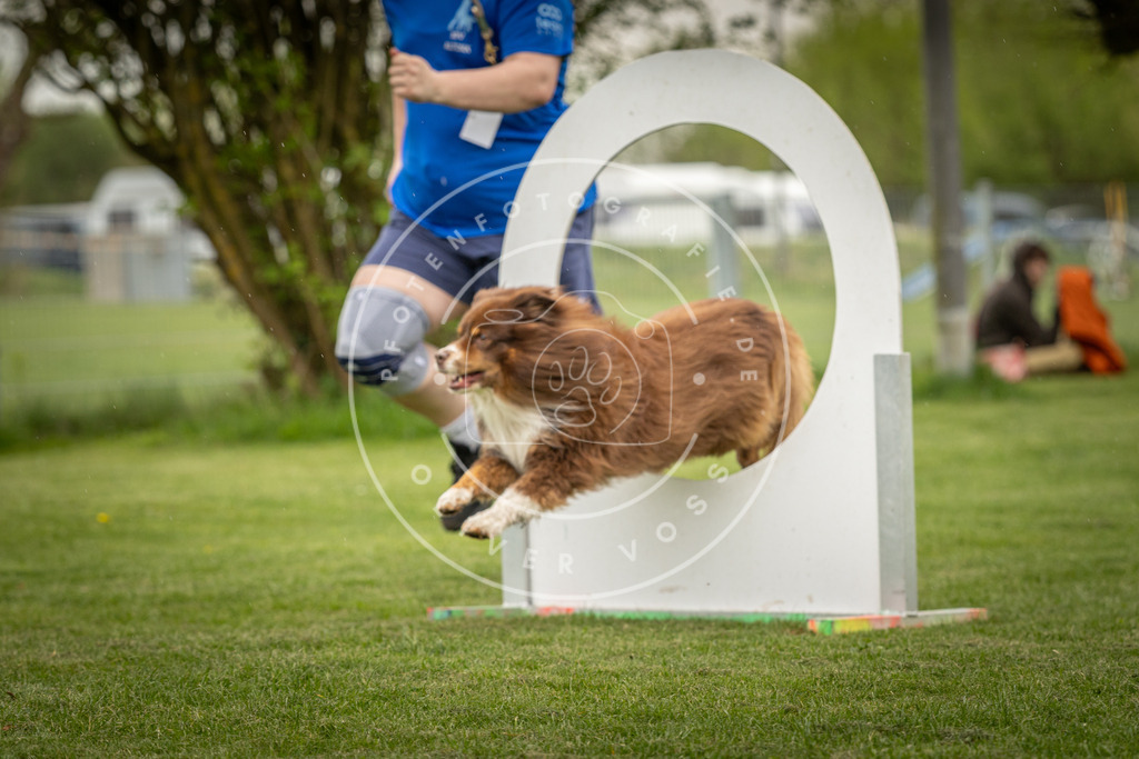 Pfotenfotografie_DV3A3154 | Hundefotografie, Tierfotograf, Pfotenfotografie, Fotoshooting Hund, Hunde Portrait, Hundesport, Hundeportraits, Heideshooting, Hunde, Sportfotograf, Hundefotograf, Turnierhundsport, THS,  - Realisiert mit Pictrs.com