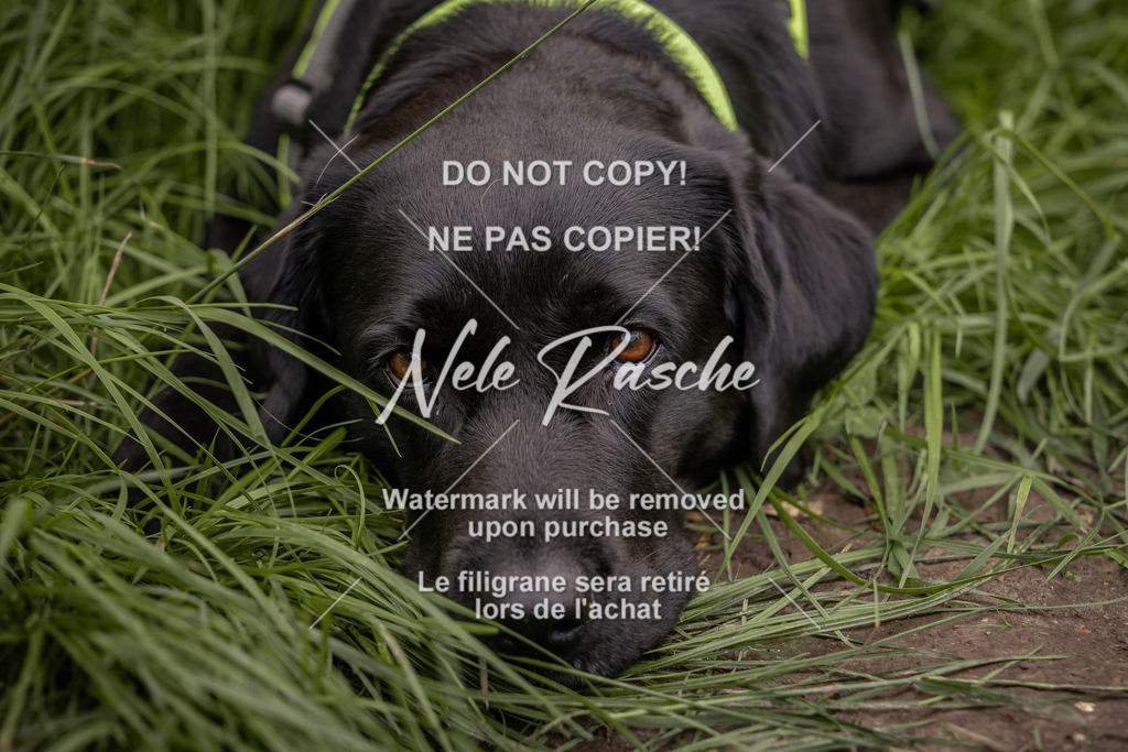 nelerasche_DoN_348 | nelerasche