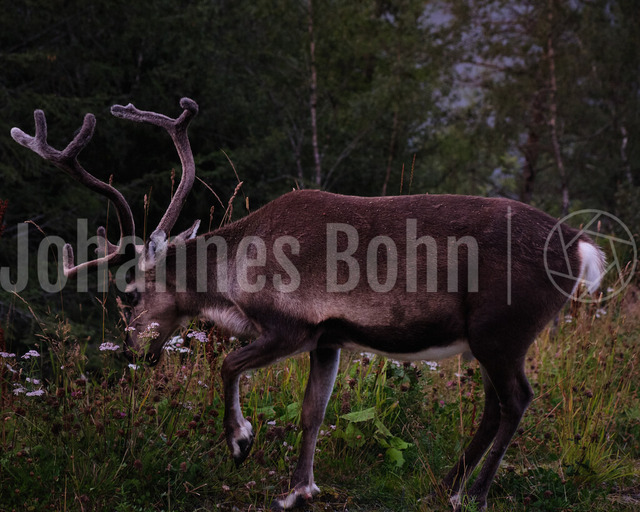 Skandinavien_018 | Johannes Bohn Media - Realisiert mit Pictrs.com