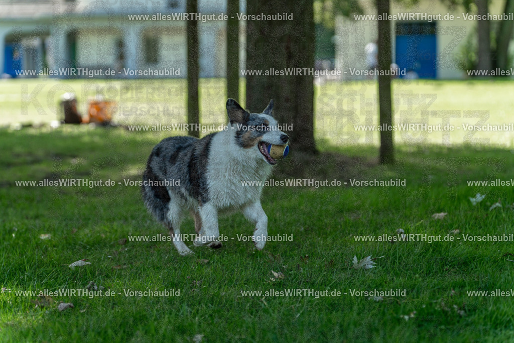 Hundeschwimmen_Volksbad_2026-allesWIRTHgut_Tierfotografie-2609061320-7R500633 | Professionelle Tierfotografie in Mönchengladbach von Daniel Wirth (allesWIRTHgut). Liebevolle & natürliche Bilder von Hunden & Katzen für unvergessliche Erinnerungen.