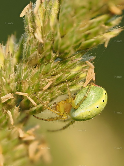 Kürbisspinne (Araniella cucurbitina) | Inanta - Realisiert mit Pictrs.com