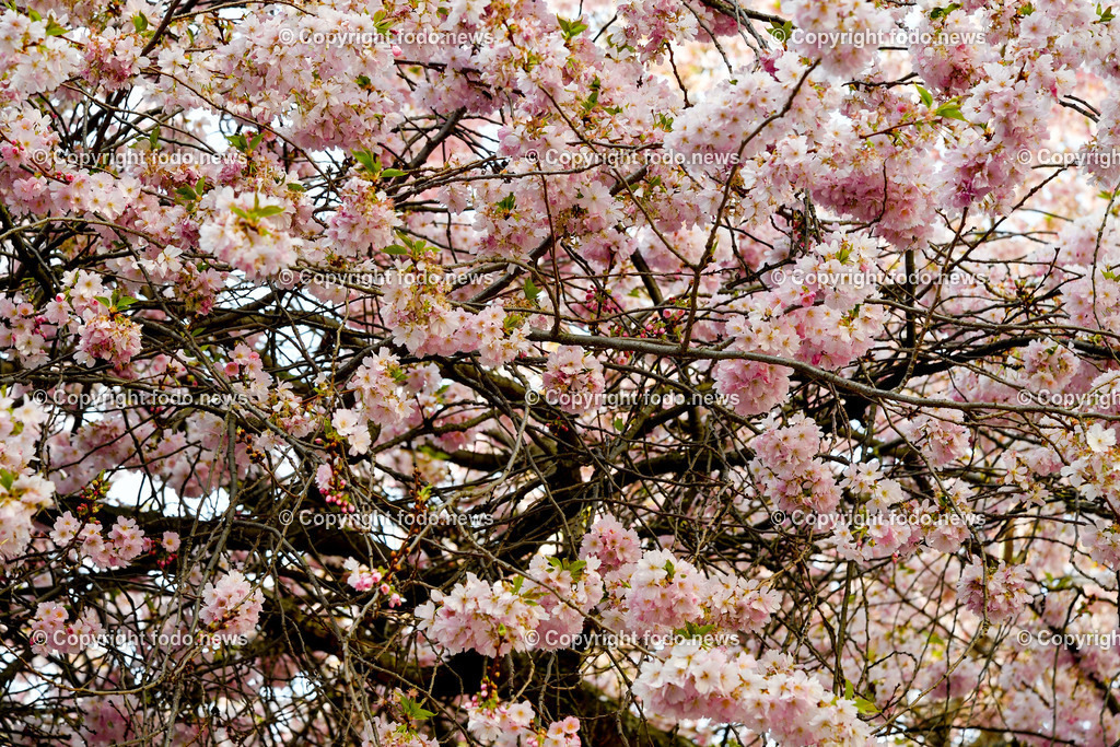 Frühling_ Blumen_ Bäume_ 06.04.2026-4 | 06.04.2026, Linz, AUT, Themenbild, im Bild Fruehling, Baeume, Kirschblüten, Zierkirsche, Blüten, Blueten, Baum, Bäume, Baeume,  Ziergehoelz, rosa, weiss, rosa Blüten, weiß-rosa Blüten, Frühlingsblumen, Frühling, Blütenknospen, Blühender Baum, Zierbaum, Gartenpflanze, Naturfotografie, Pflanzenfotografie, Nahaufnahme, Zweige, Knospen, Blütenpracht, botanisch, Frühjahrsblüte, Symbolbild, Feature