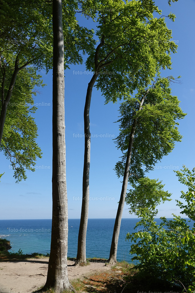 May forest on the coast | May forest on the coast