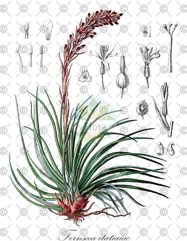 HistAbb_wfo-0000686295_2_ENZY_Simple | Historische Abbildung von Fernseea itatiaiae - Bromeliaceae | Historical Illustration of Fernseea itatiaiae - Bromeliaceae
