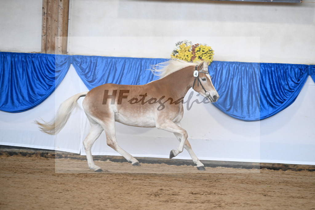 Bl. Band Kat-Nr. 4 Lavanna KF v. Stubenkoenig_Karsten_48251270 | hf-fotografie - Realisiert mit Pictrs.com