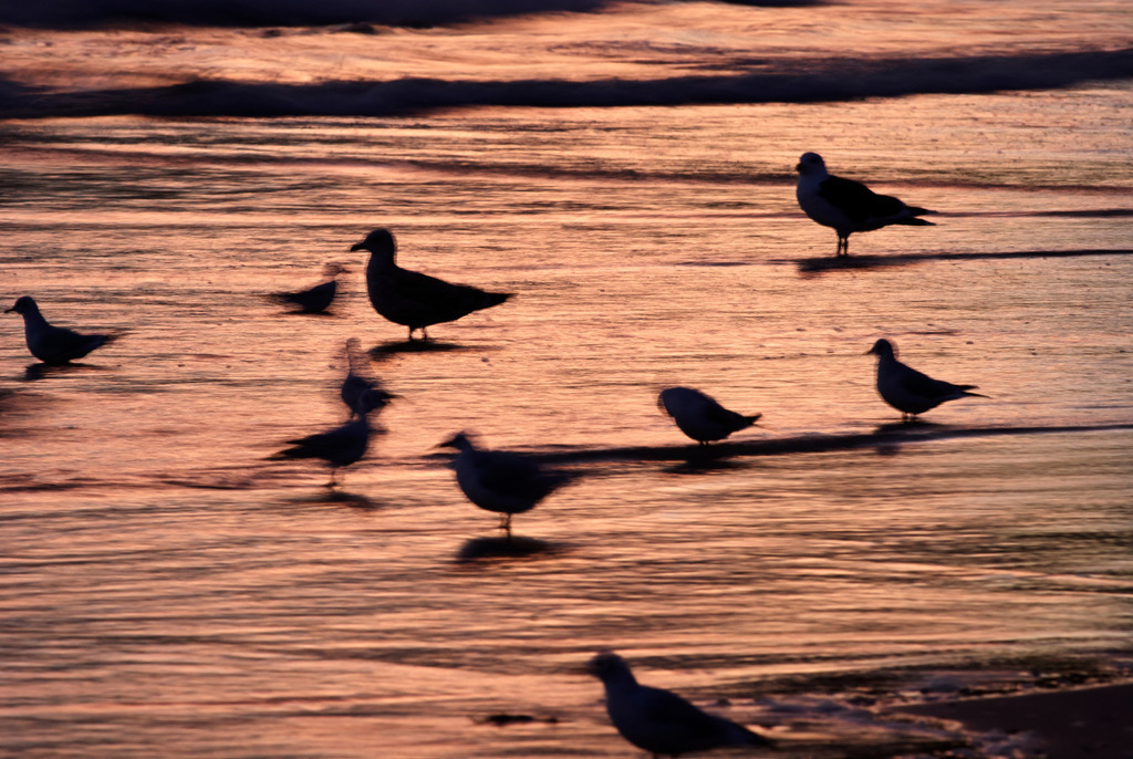 Vogel-Silhouette | Deutschland - October 13, 2007: Vogel-Silhouette. - Realisiert mit Pictrs.com