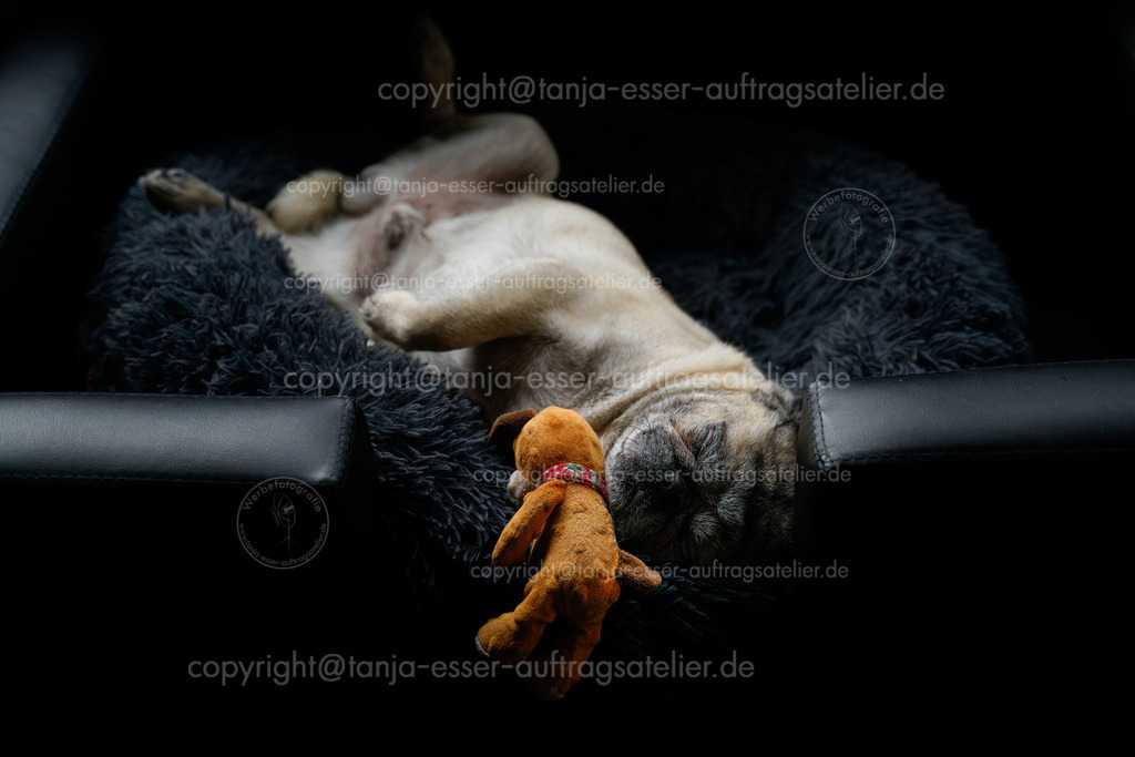 Mops schlaeft in Hundebett D | Hund - beiger Mops - fühlt sich wohl im Hundesofa und schläft auf dem Rücken. Farbkontrast Mattschwarz und Orange mit Copy Space.