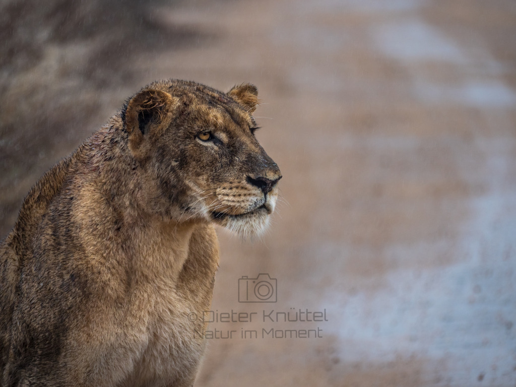 Löwin, Süd-Afrika  | Eine Löwin beobachtet Impala Antilopen im Kruger Park in Süd-Afrika - Realisiert mit Pictrs.com