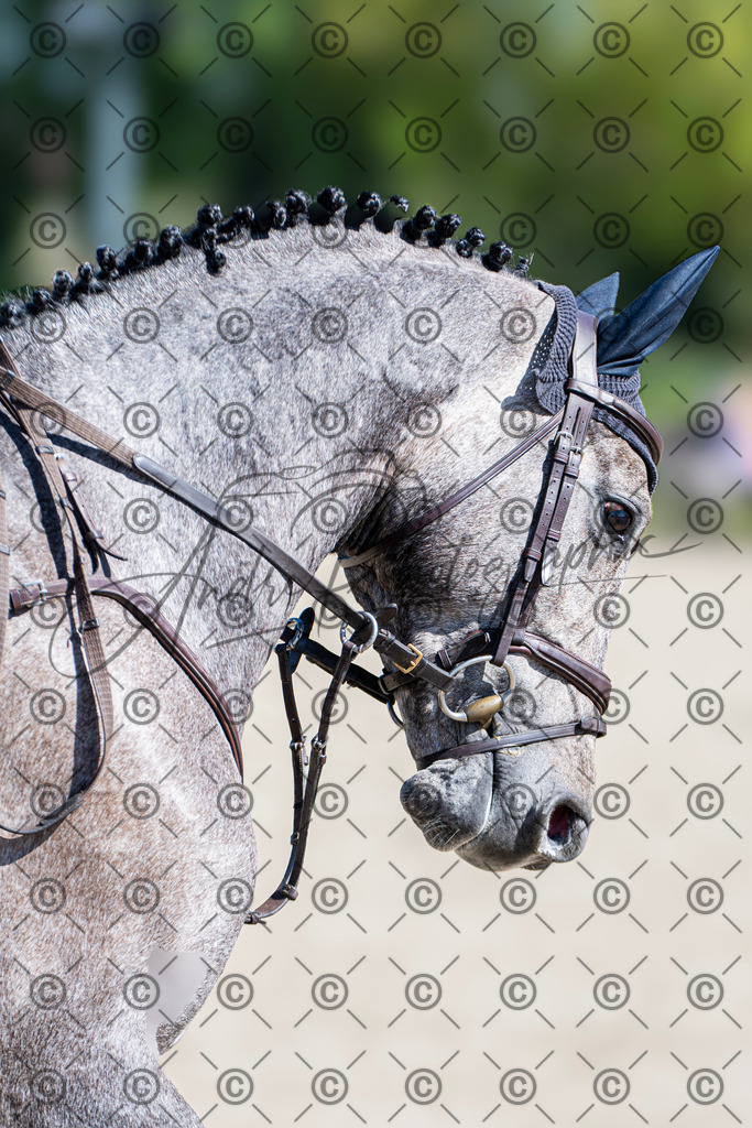 KPT_0379 | andre_photographic