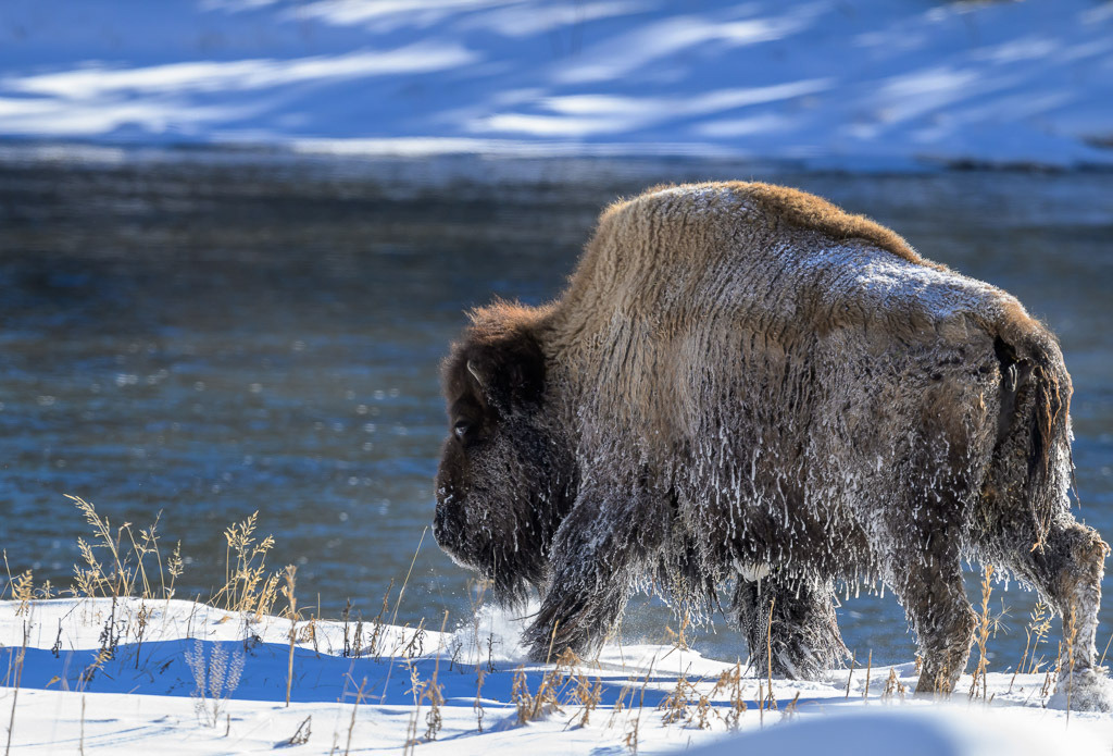 2024-170 | Bison am Madison River. - Realisiert mit Pictrs.com