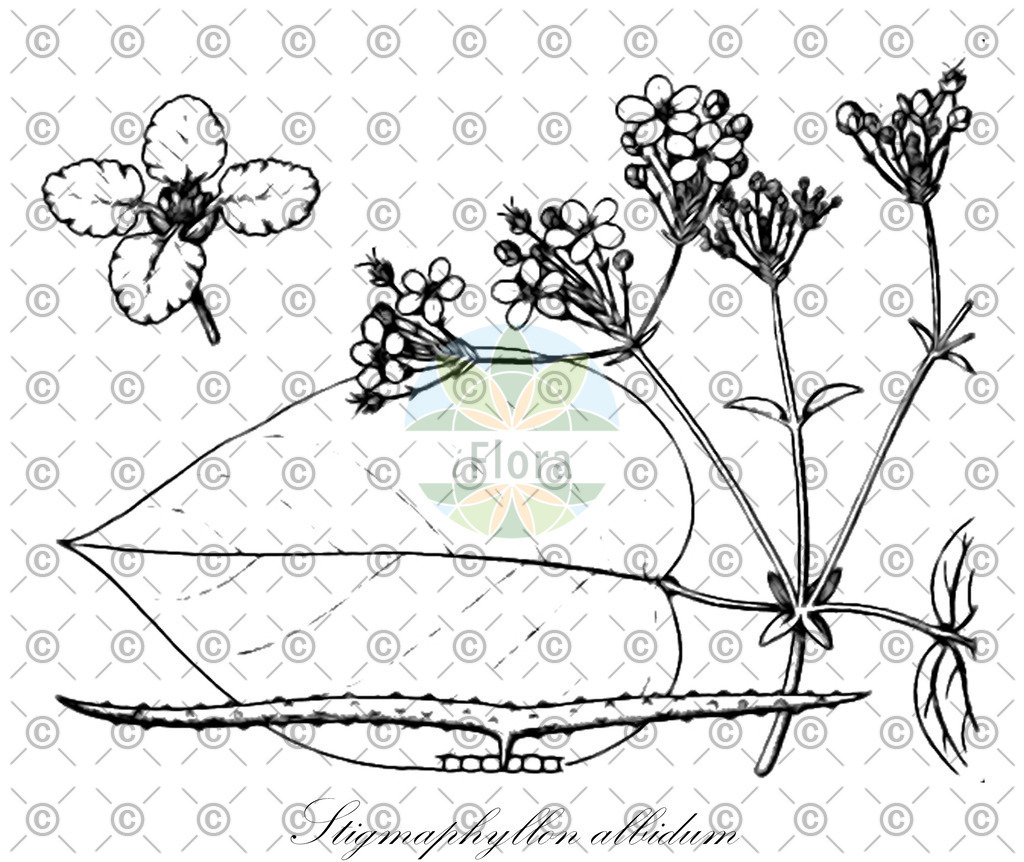 HistAbb_wfo-0000316807_1_ENZY_Simple | Historische Abbildung von Stigmaphyllon albidum - Malpighiaceae | Historical Illustration of Stigmaphyllon albidum - Malpighiaceae