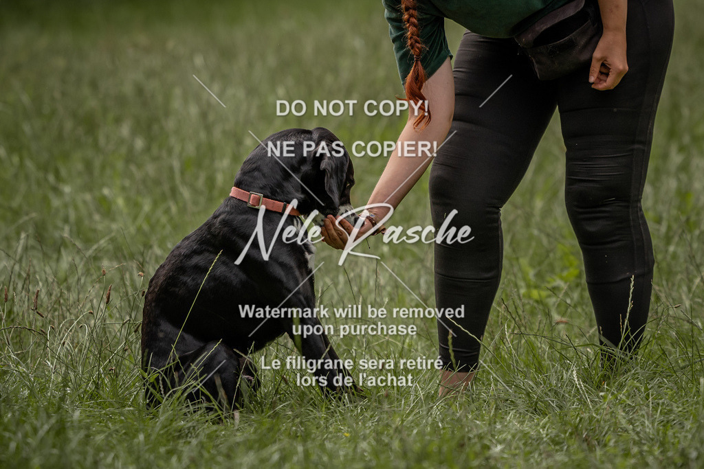 nelerasche_DoN_88 | nelerasche