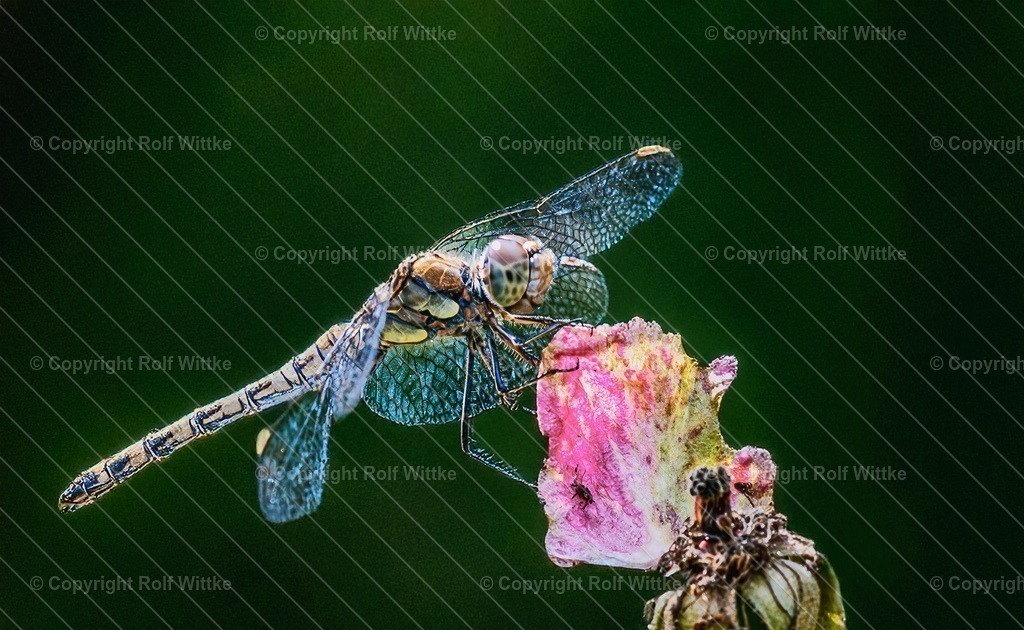 Libelle2.0 | Rolf Wittke  - Realisiert mit Pictrs.com